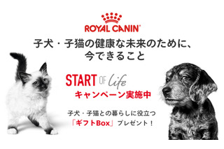 ロイヤルカナン、子犬・子猫のためのギフトBoxを1万名に進呈するキャンペーン 画像