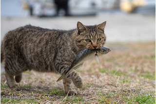 猫が魚をくわえたシーンがたっぷり！写真集『どら猫』19日発売 画像