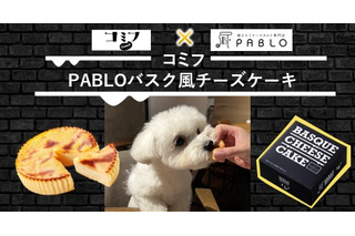 愛犬と味わう、コミフ× PABLOのコラボチーズケーキ登場 画像