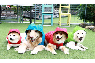 雨天散歩する愛犬写真をインスタに！デロリアンズが「楽しい雨の日散歩」キャンペーンを実施 画像