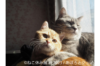 「ねこ休み展」秋の新作巡回展が名古屋で開催！初登場のスター猫たちも 画像