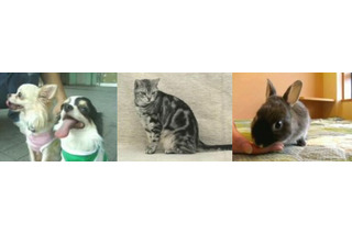 BIGLOBE、「ペットいっぱい！」で子犬や子猫の映像を配信 画像