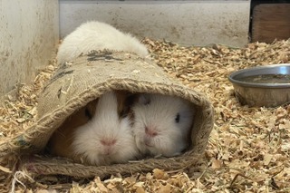 甲府市の動物園、コメダ寄贈の麻袋がモルモットに大人気 画像