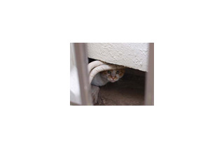 “隙間”に隠れた可愛い猫の写真を集めたコンテスト 画像