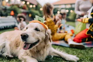 愛犬と楽しむ4日間!「Happy!ワン Daysフェスタ」那須で5月31日より開催 画像