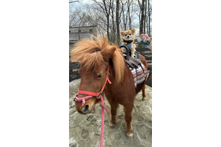 愛犬と楽しむポニー乗馬体験!ホテルフォレストヒルズ那須のドッグパークにて新サービス開始 画像