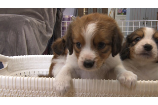 大谷翔平の愛犬「デコピン」で話題!“コーイケルホンディエ”の愛らしい姿に密着 画像