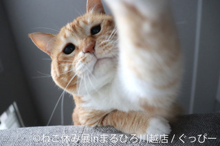 かわいい猫の表情に癒される!人気猫クリエイター集結の写真展「ねこ休み展」川越で開催 画像
