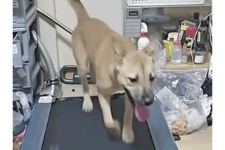 韓国人の異常配信が物議 “ピアス犬”をランニングマシンで3時間走らせ投げ銭受け取り 画像