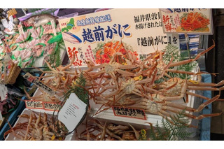 福井県産「越前がに」を“水揚げ当日”に首都圏へ配送！11月29日に東京・埼玉・千葉のイオンで限定販売 画像