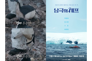 南極保護区域でペンギンを“逆さ持ち上げ”…韓国バラエティ番組に動物虐待疑惑が浮上　制作側「触れたのは研究員」 画像