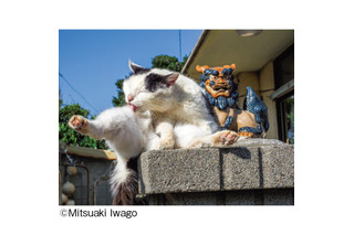 NHK「世界ネコ歩き」で有名な岩合光昭氏の写真展が開催！“ご当地ねこ”たちの約140点の写真が展示 画像