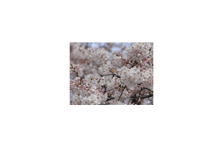 東京で桜開花！満開は来週に？ 画像