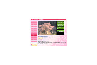 北上中の桜前線を追え〜24時間ライブ映像で桜の今をチェック 画像