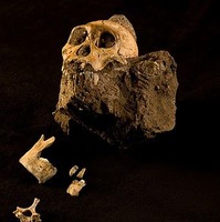 南ア洞穴での猿人化石の新種発見、Google Earthが貢献 ～ 195万年前のヒト属祖先か 画像
