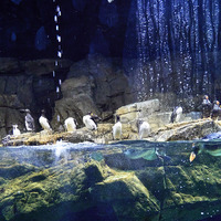 葛西臨海水族園　撮影／横山新一