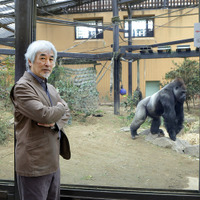 京都市動物園のゴリラ舎　撮影／小林禎弘