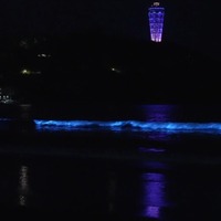 画像は新江ノ島水族館公式Xより（掲載許可をもらっています）