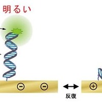 【CEATEC JAPAN 2010（Vol.12）】富士通、DNAを用いた革新的なバイオセンサー技術を紹介 画像