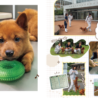 美濃柴犬の子犬と育成のようす