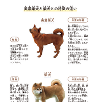 本文中で、美濃柴犬と柴犬の違いをわかりやすく説明