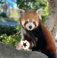 熱川バナナワニ園