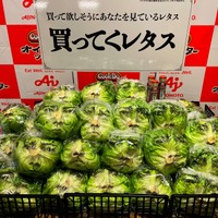 「Cook Do」オイスターソース 藤原竜也の「買ってくレタス」