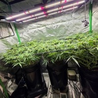 薬物汚染が深刻な韓国、住宅街に“大麻農場”　ヒップホップ歌手ら12人起訴