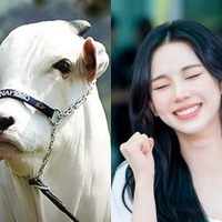 “世界イチ高額な雌牛”、名前は「カリナ」だった　aespa・ウィンターが本人に報告、カリナの返答にファン笑顔