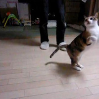 【コンパクトデジカメで猫動画】走る猫をハイスピードで撮影