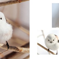 枝に止まるシマエナガ