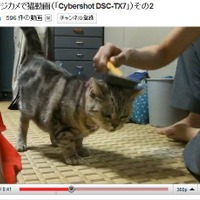 【コンパクトデジカメで猫動画 Vol.4】フルハイビジョンの猫（その1） 画像