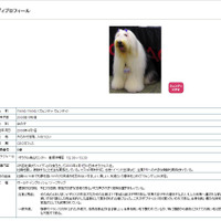日本オラクルの“社員犬”ウェンディが死去 画像