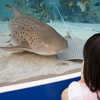 沖縄の海が銀座に！本日から「43rd Sony Aquarium」 画像