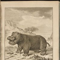 1700年代発刊のビュフォンの「The Natural History of the Hippopotamusor River horse」