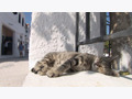 猫好きは注目!　GyaO、ドキュメンタリー「エーゲ海・猫たち楽園の島々」を配信 画像
