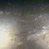 1層目被覆後の海底の様子（2月29日） 