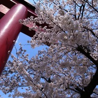 江東区・亀戸天神の桜