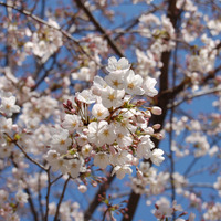 【桜レポート】上野公園、横浜元町公園など……各所で見ごろ迎える 画像