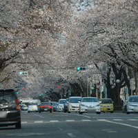 【桜レポート】国立市・隅田公園・国立劇場前など……引き続き花見日和、一部すでに葉桜も 画像