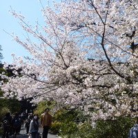 国立劇場前の桜