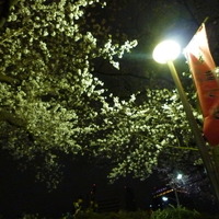 隅田公園の夜桜
