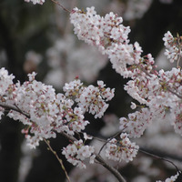 関東で桜散るも、南東北・信越で開花シーズン！  画像