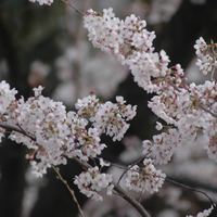 国立市の桜