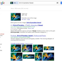 新しい画像検索。画像が「bird of paradise」(極楽鳥花)と認識されている。