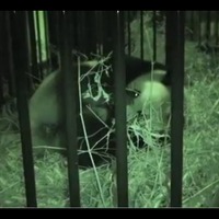 上野動物園のジャイアントパンダ「シンシン」（動画キャプチャ）