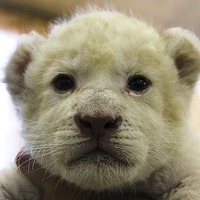 ホワイトライオンの赤ちゃんの名前大募集！……伊豆アニマルキングダム 画像