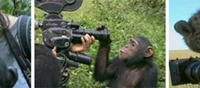 　NECビッグローブは7日、同社が運営する動画ポータルサイト「BIGLOBEストリーム」において、ドキュメンタリー作品「野生動物の撮影者たち」の無料配信を開始した。