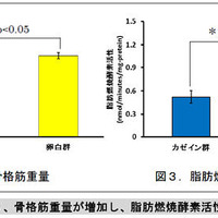 骨格筋重量・脂肪燃焼酵素活性