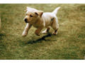 松竹「シネリエ」に盲導犬の一生を描いた感動作「クイール」などが登場 画像